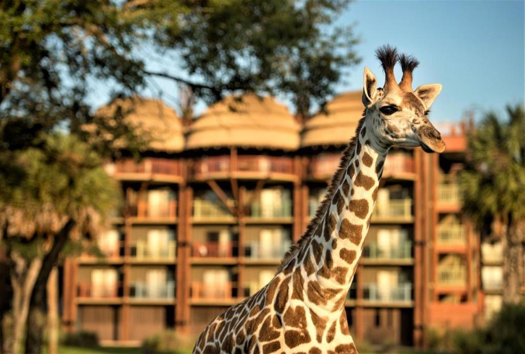 Disney'S Animal Kingdom Lodge Four Corners Bagian luar foto